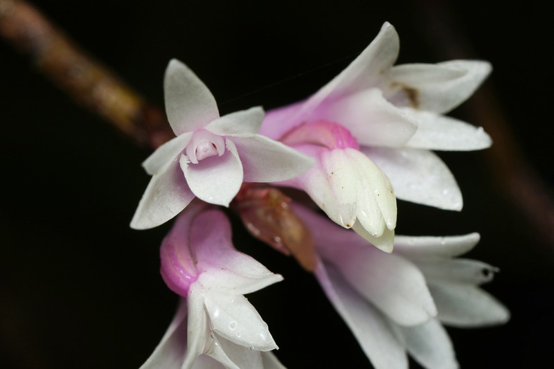 Dendrobium catillare photo 3