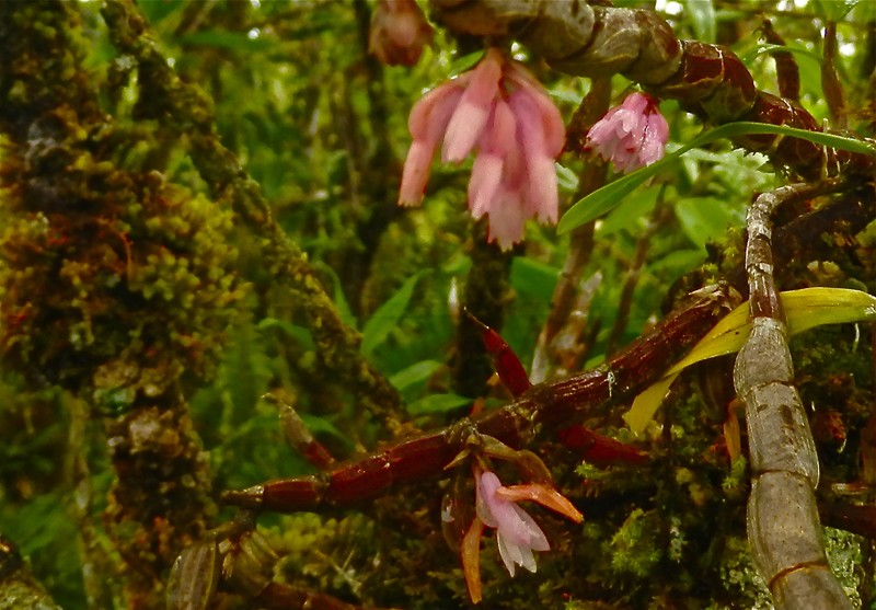 Dendrobium catillare photo 4