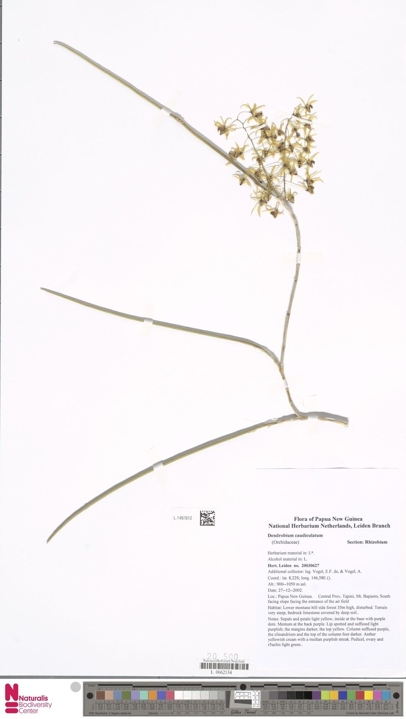 Dendrobium caudiculatum