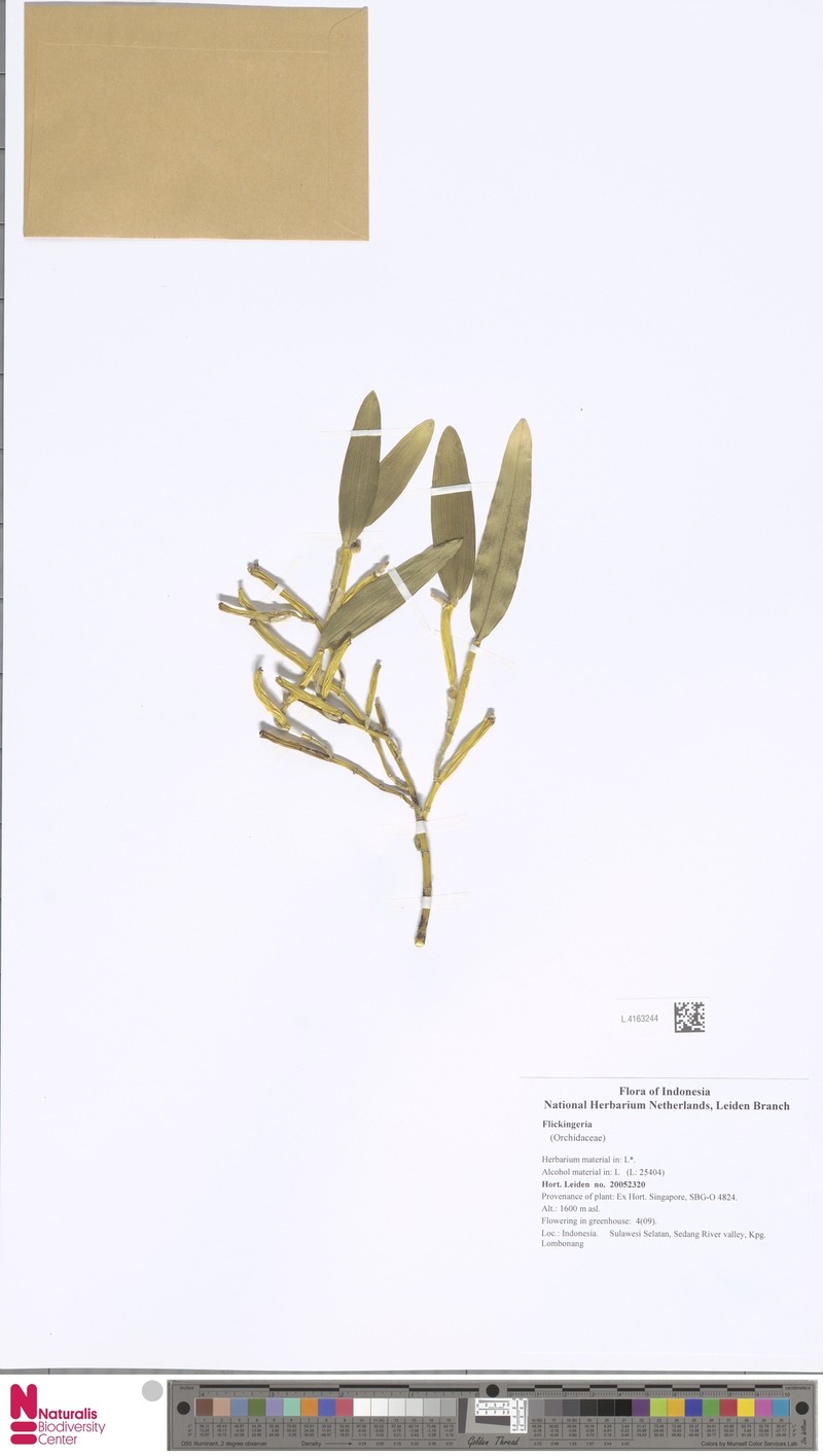 Dendrobium celebense