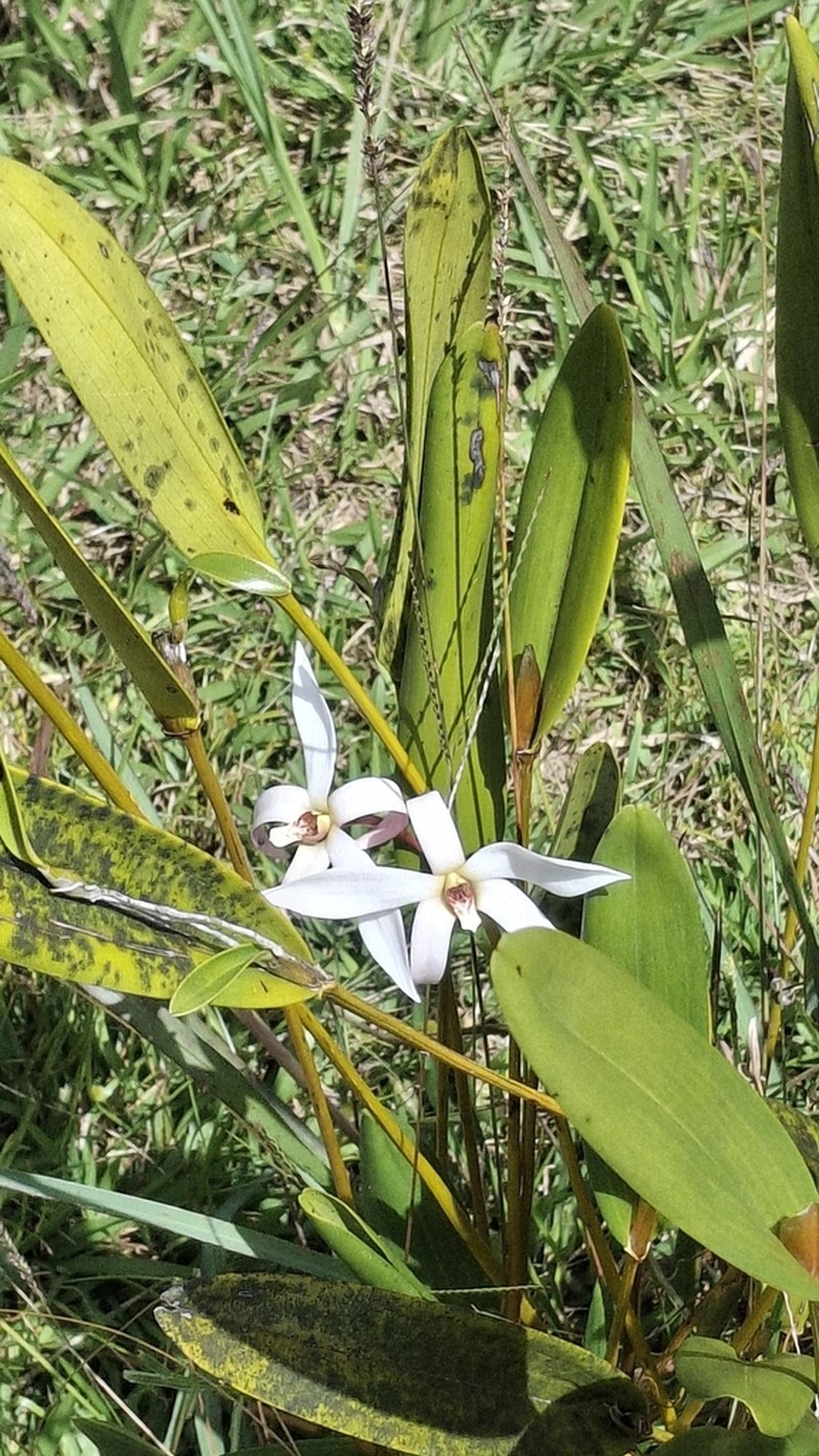 Dendrobium centrale