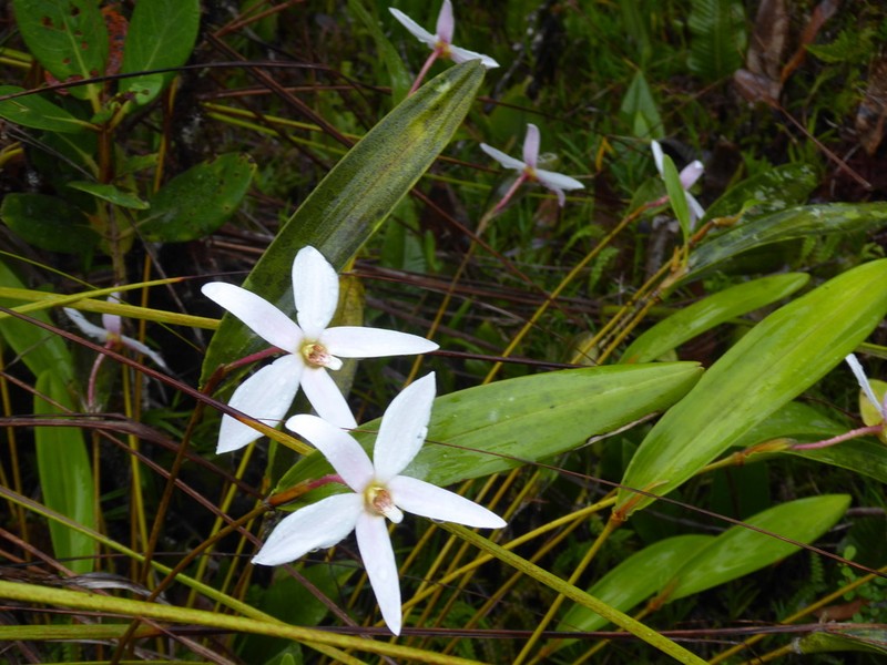Dendrobium centrale photo 2