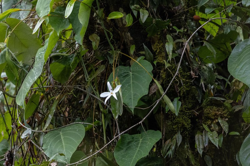 Dendrobium centrale photo 5
