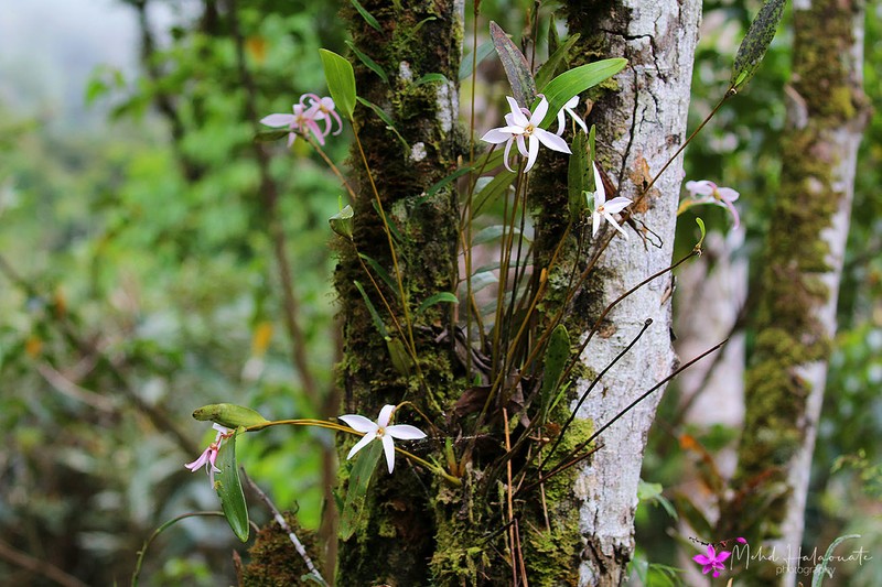 Dendrobium centrale photo 7