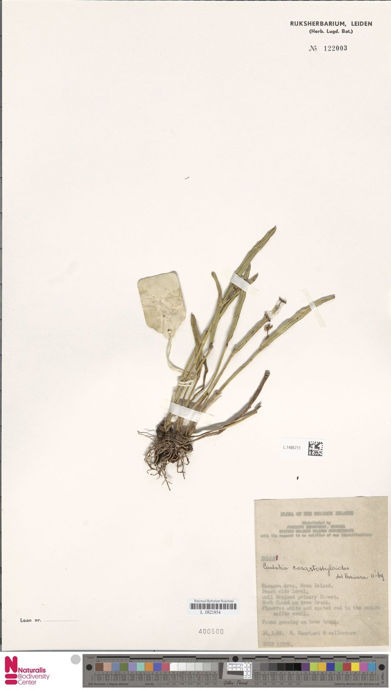 Dendrobium ceratostyloides