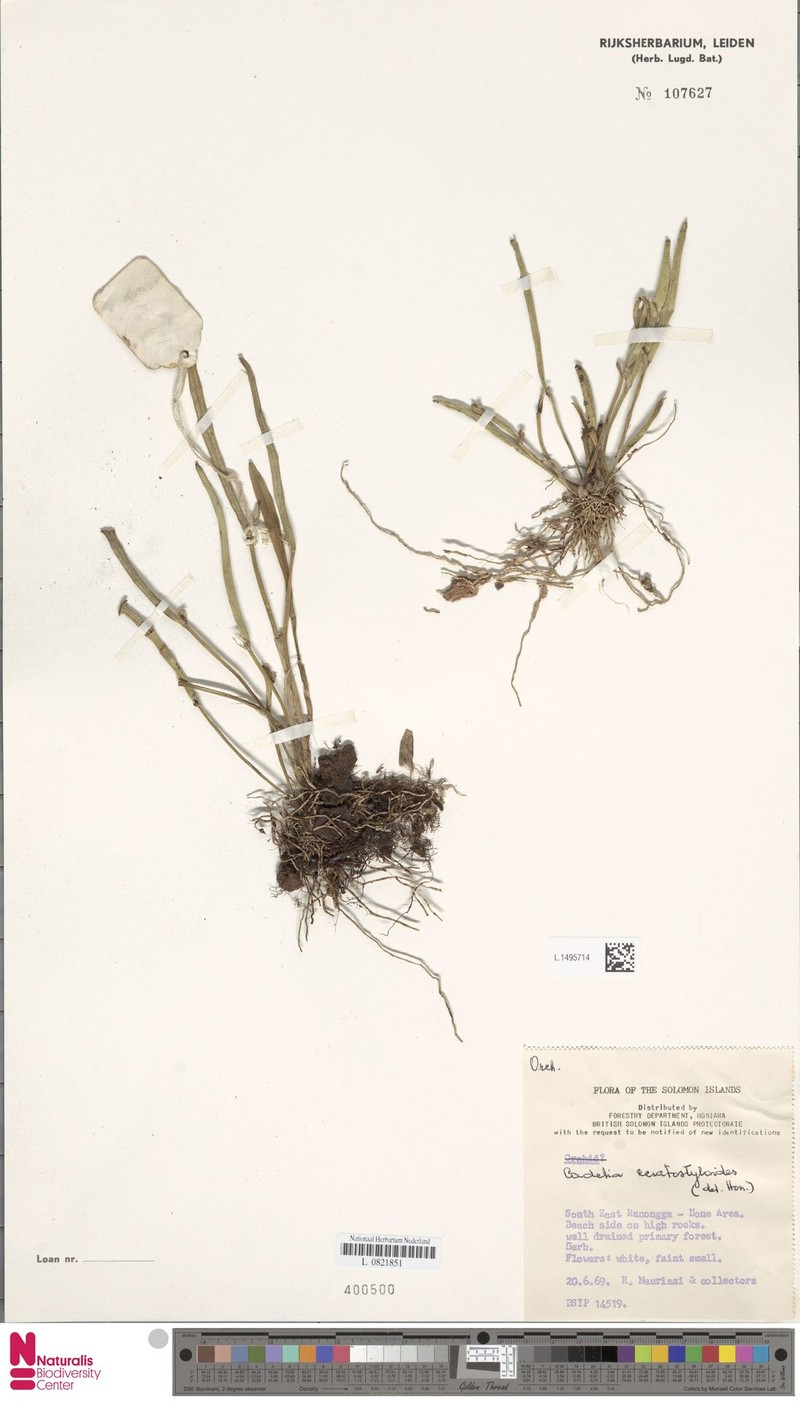 Dendrobium ceratostyloides photo 2