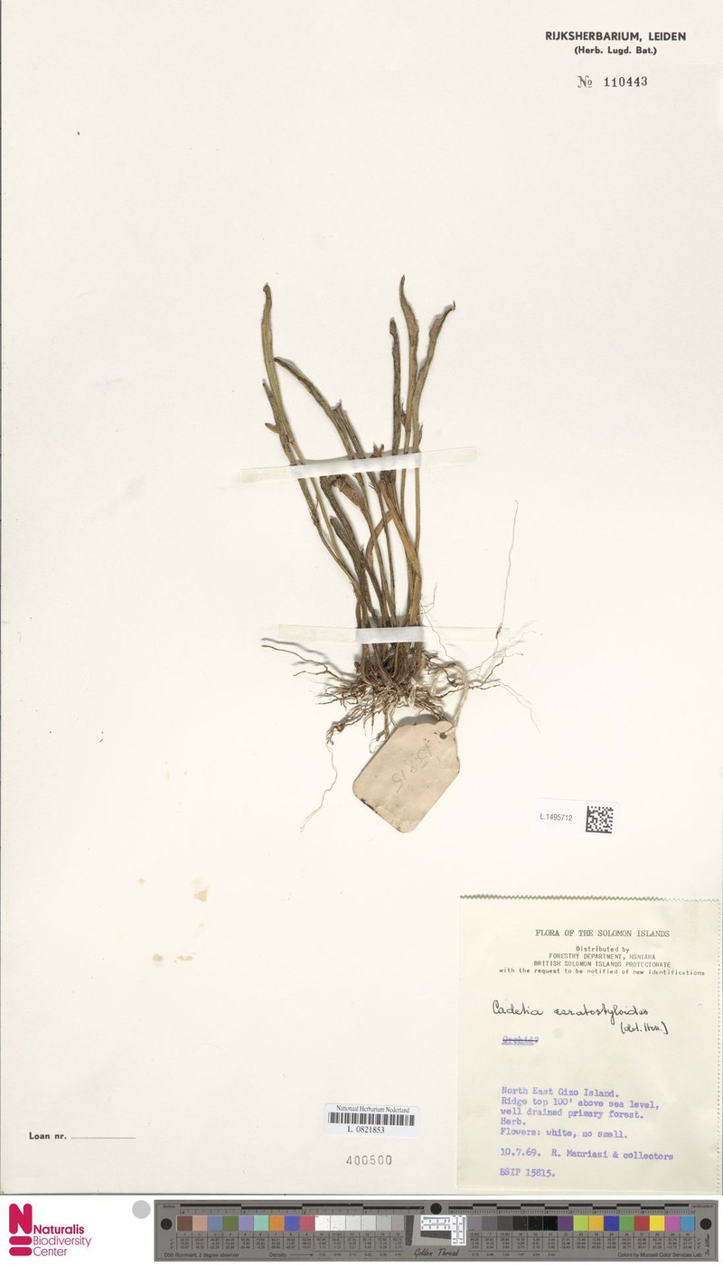 Dendrobium ceratostyloides photo 3