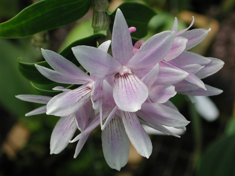 Dendrobium ceraula