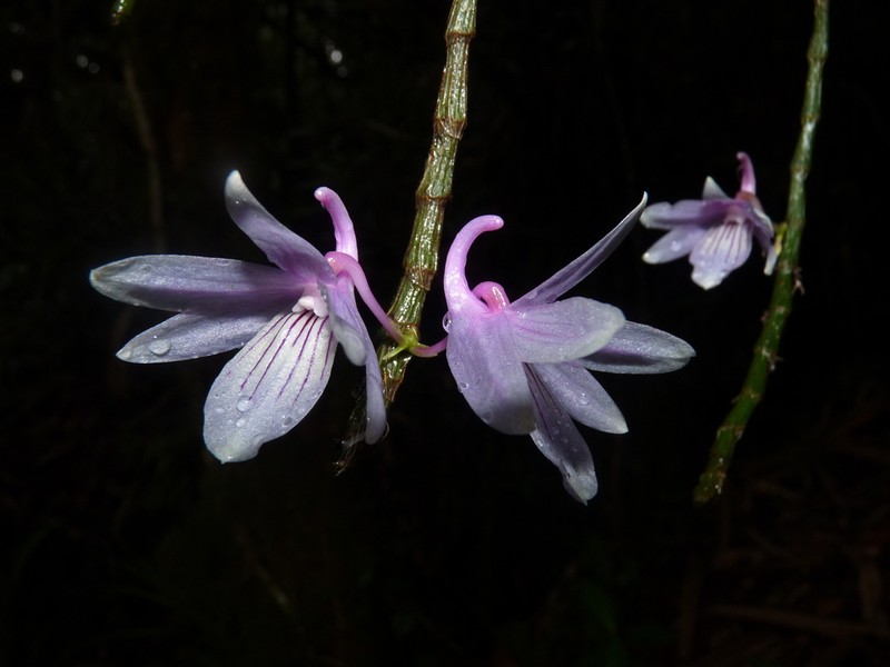 Dendrobium ceraula photo 2
