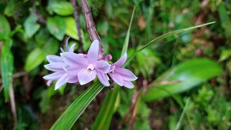 Dendrobium ceraula photo 4