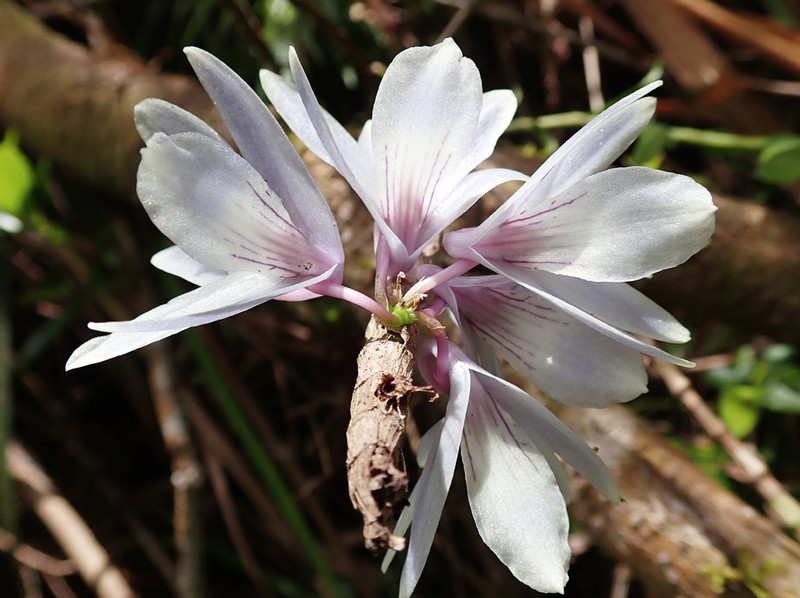 Dendrobium ceraula photo 6