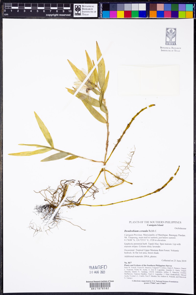 Dendrobium ceraula photo 7