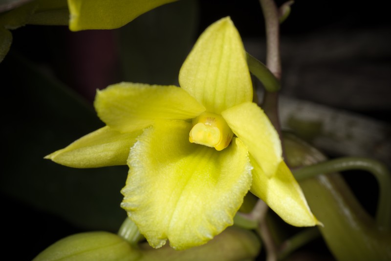 Dendrobium cerinum