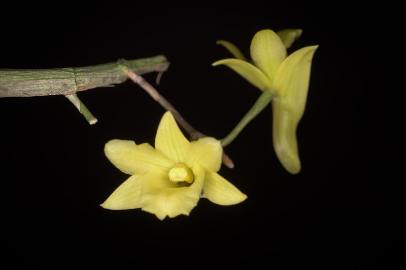 Dendrobium cerinum photo 2