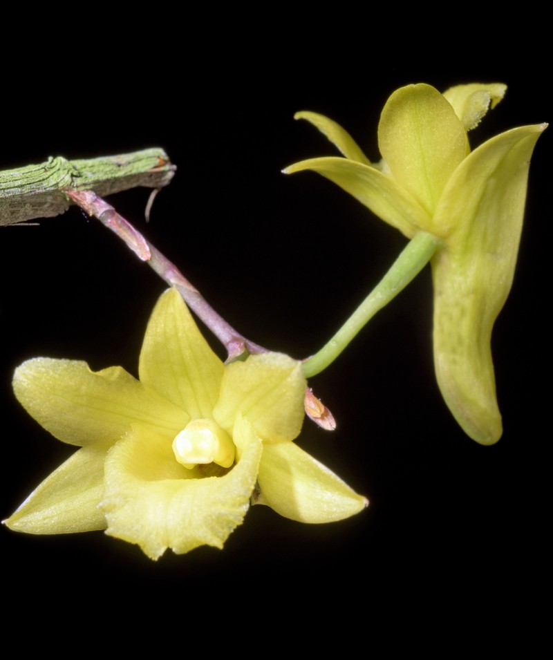 Dendrobium cerinum photo 3