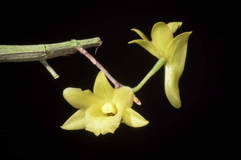 Dendrobium cerinum photo 4