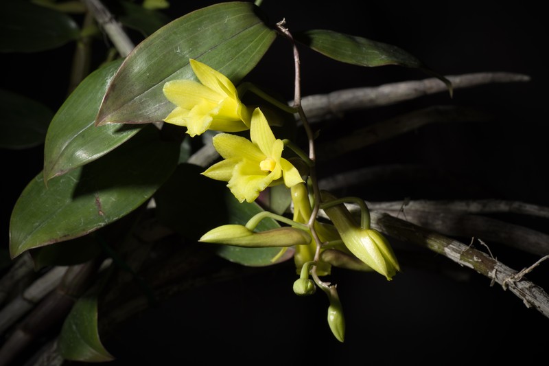 Dendrobium cerinum photo 5