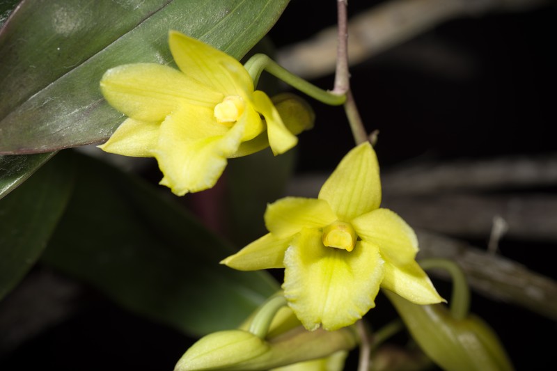 Dendrobium cerinum photo 6