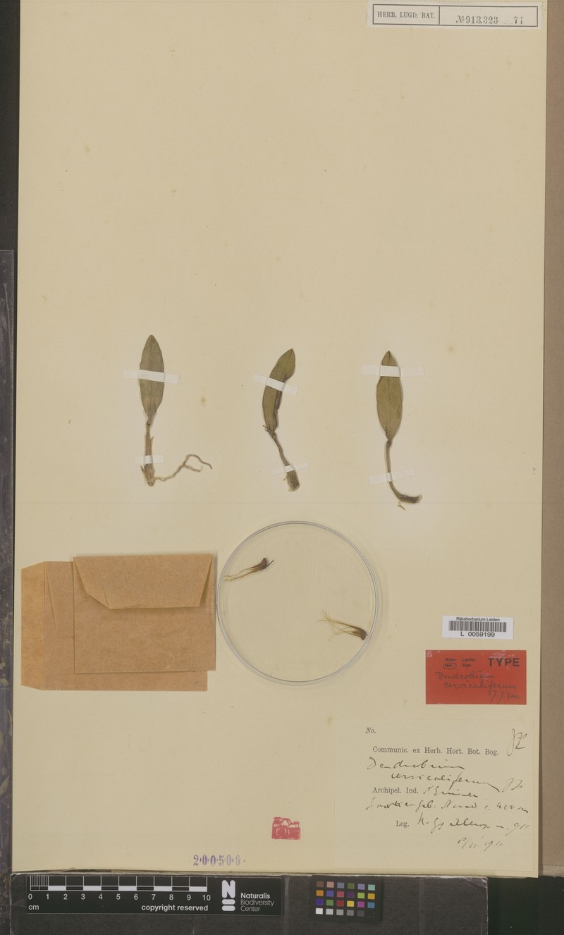 Dendrobium cervicaliferum