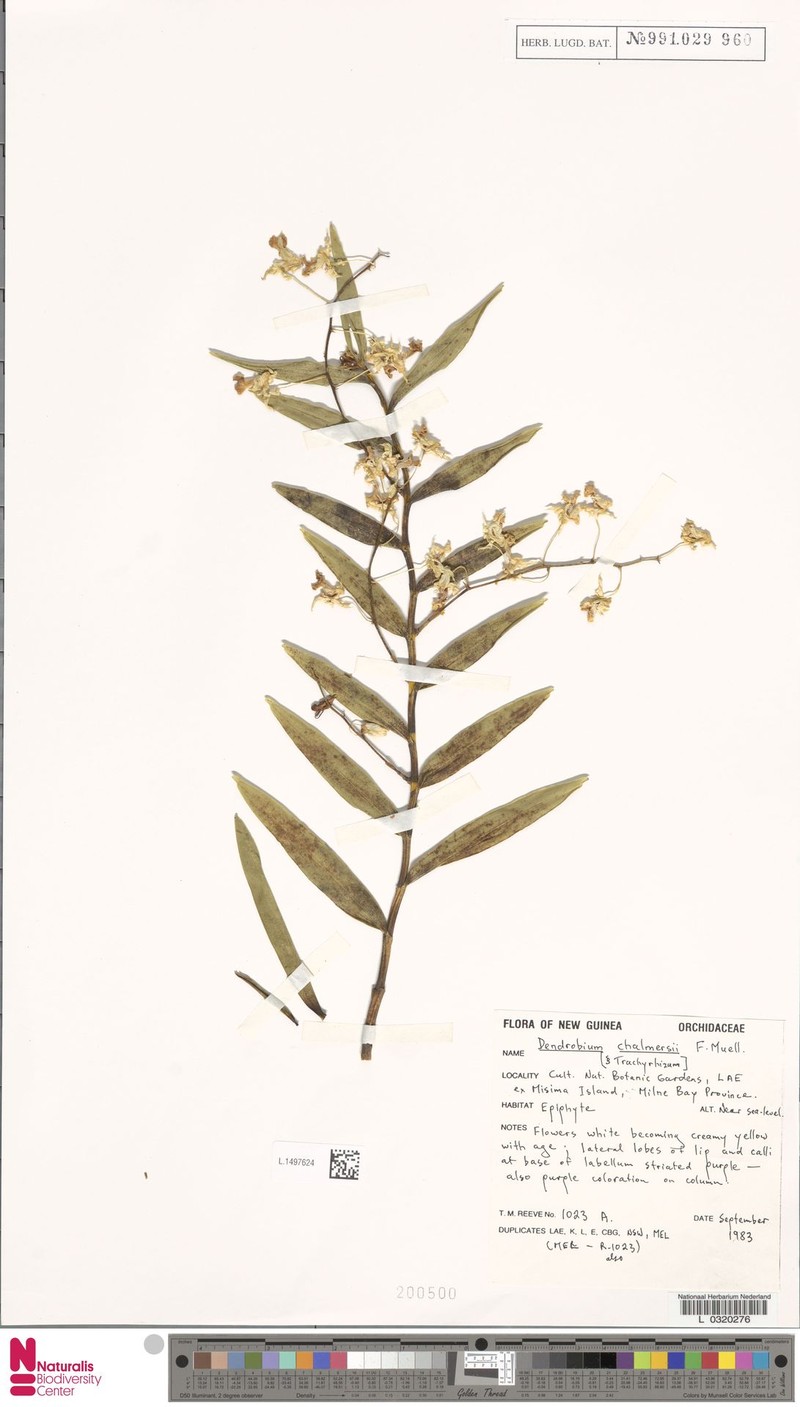 Dendrobium chalmersii photo 2