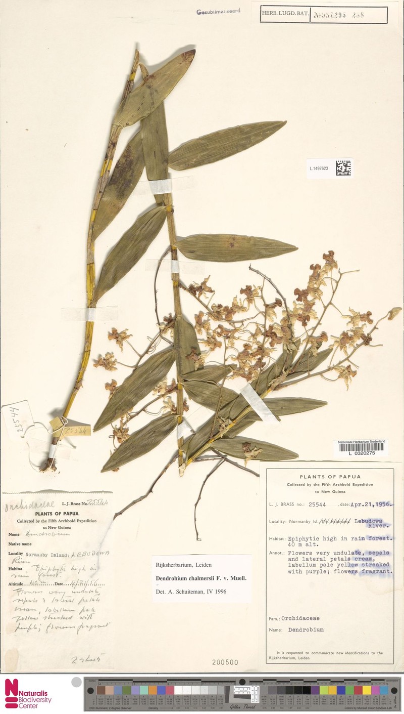 Dendrobium chalmersii photo 3