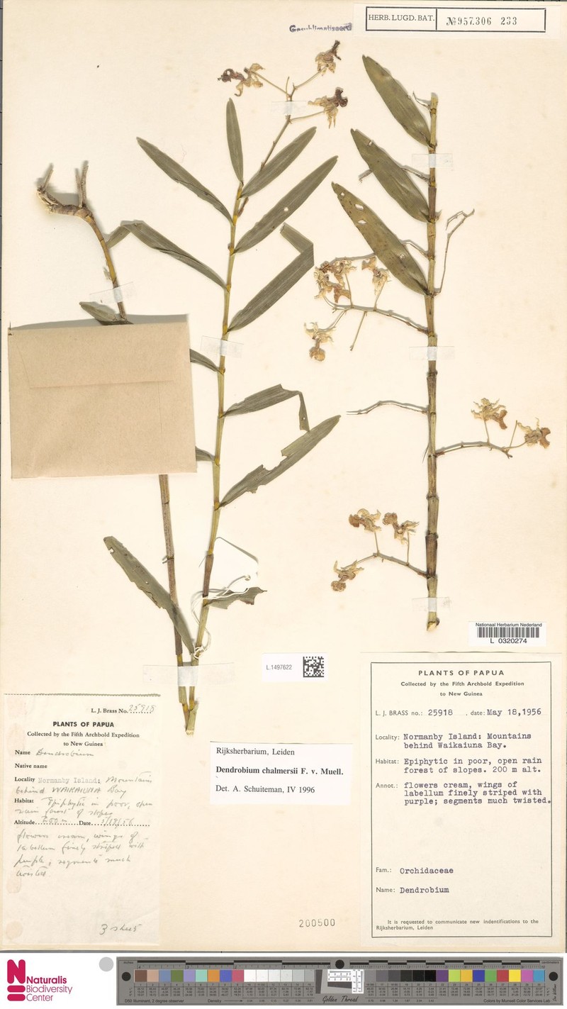 Dendrobium chalmersii photo 4