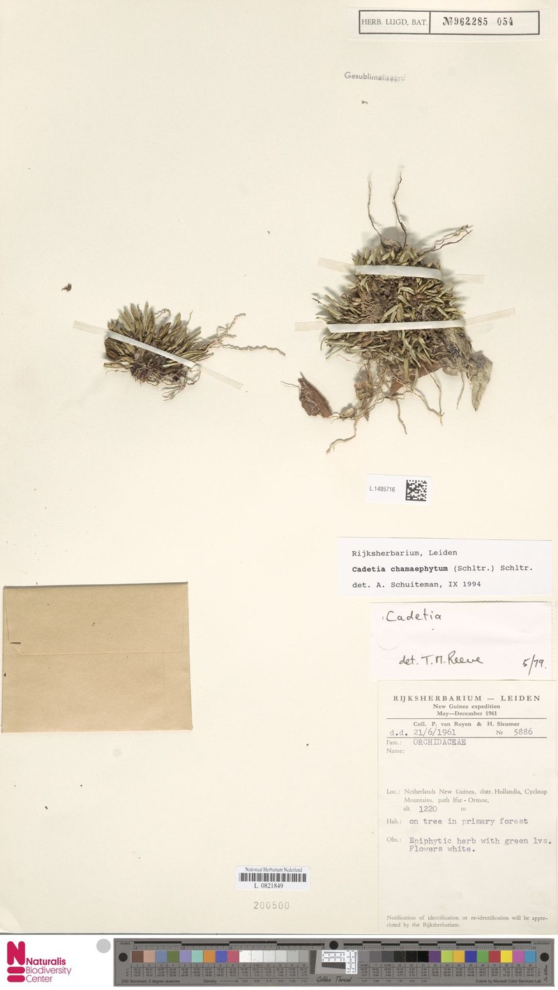 Dendrobium chamaephytum photo 2