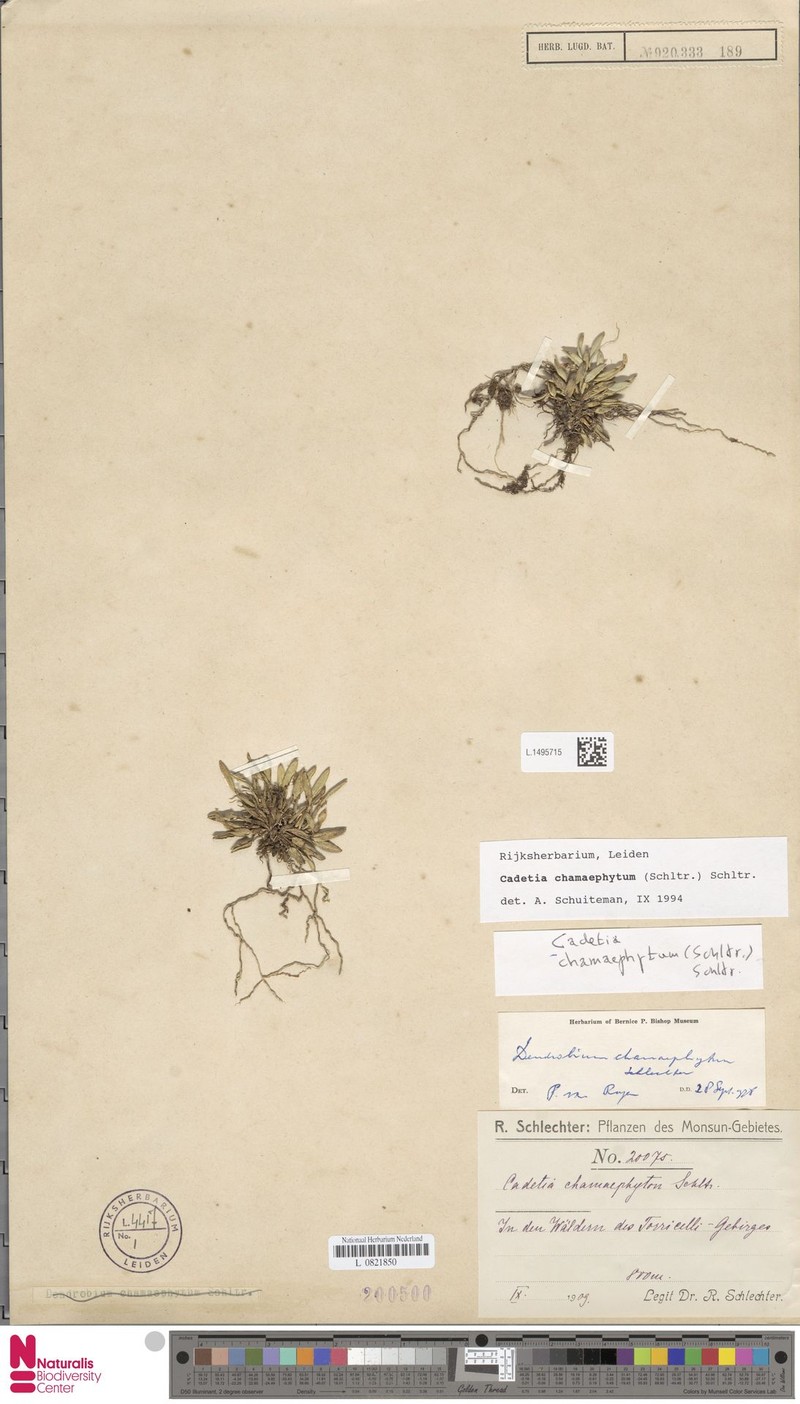 Dendrobium chamaephytum photo 4