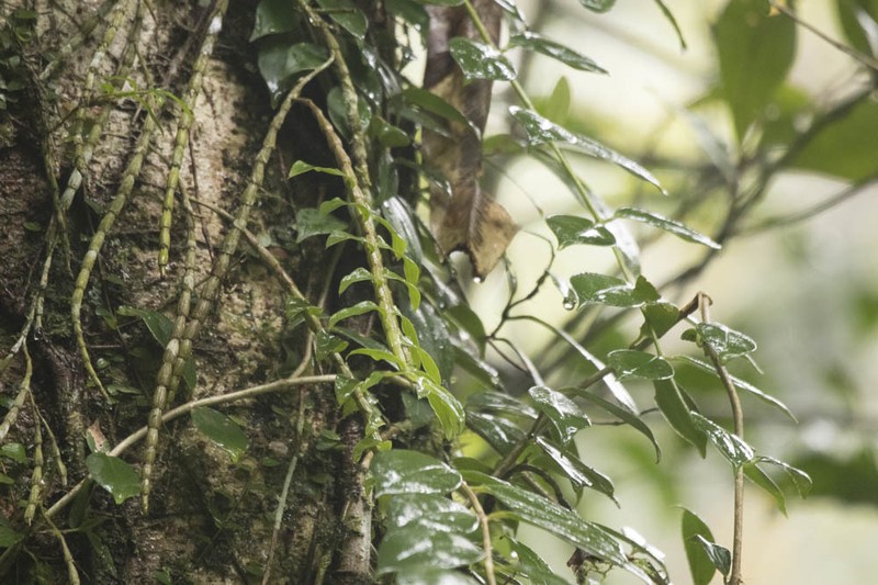 Dendrobium chameleon photo 2