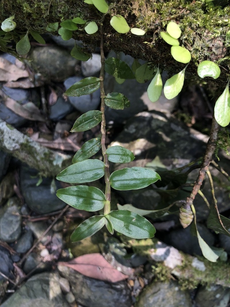 Dendrobium chameleon photo 3