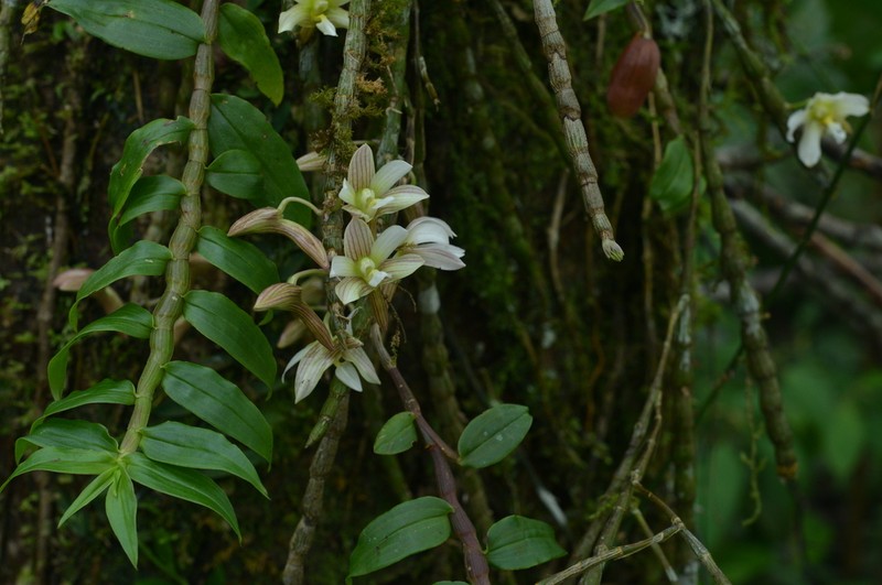 Dendrobium chameleon photo 4