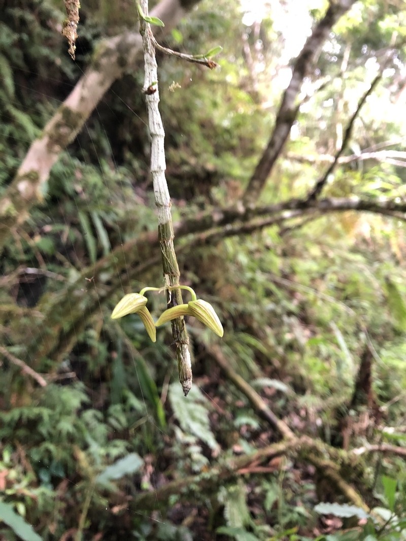 Dendrobium chameleon photo 5