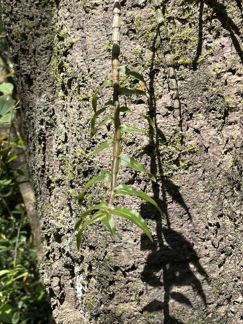 Dendrobium chameleon photo 7