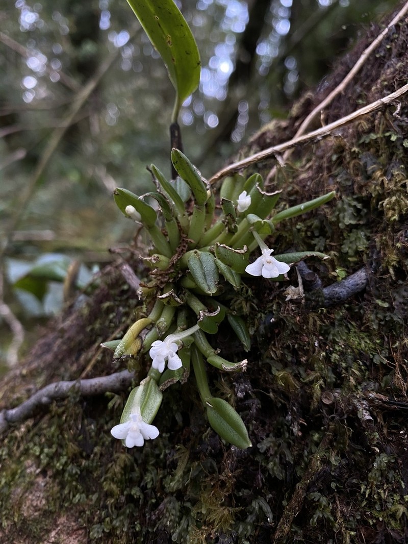 Dendrobium chionanthum
