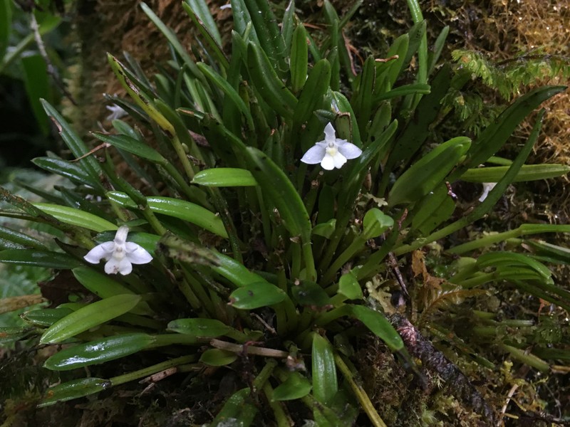 Dendrobium chionanthum photo 2