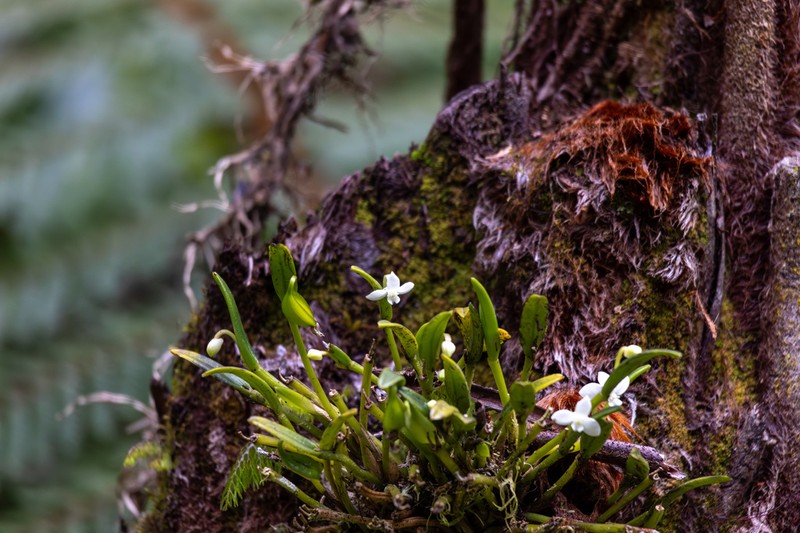 Dendrobium chionanthum photo 3