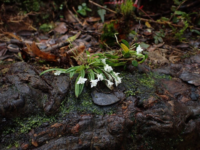 Dendrobium chionanthum photo 4
