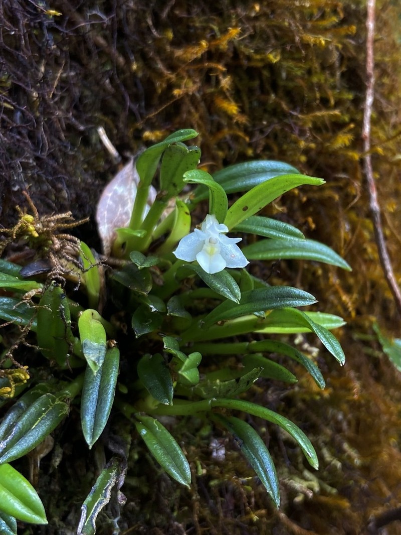 Dendrobium chionanthum photo 5
