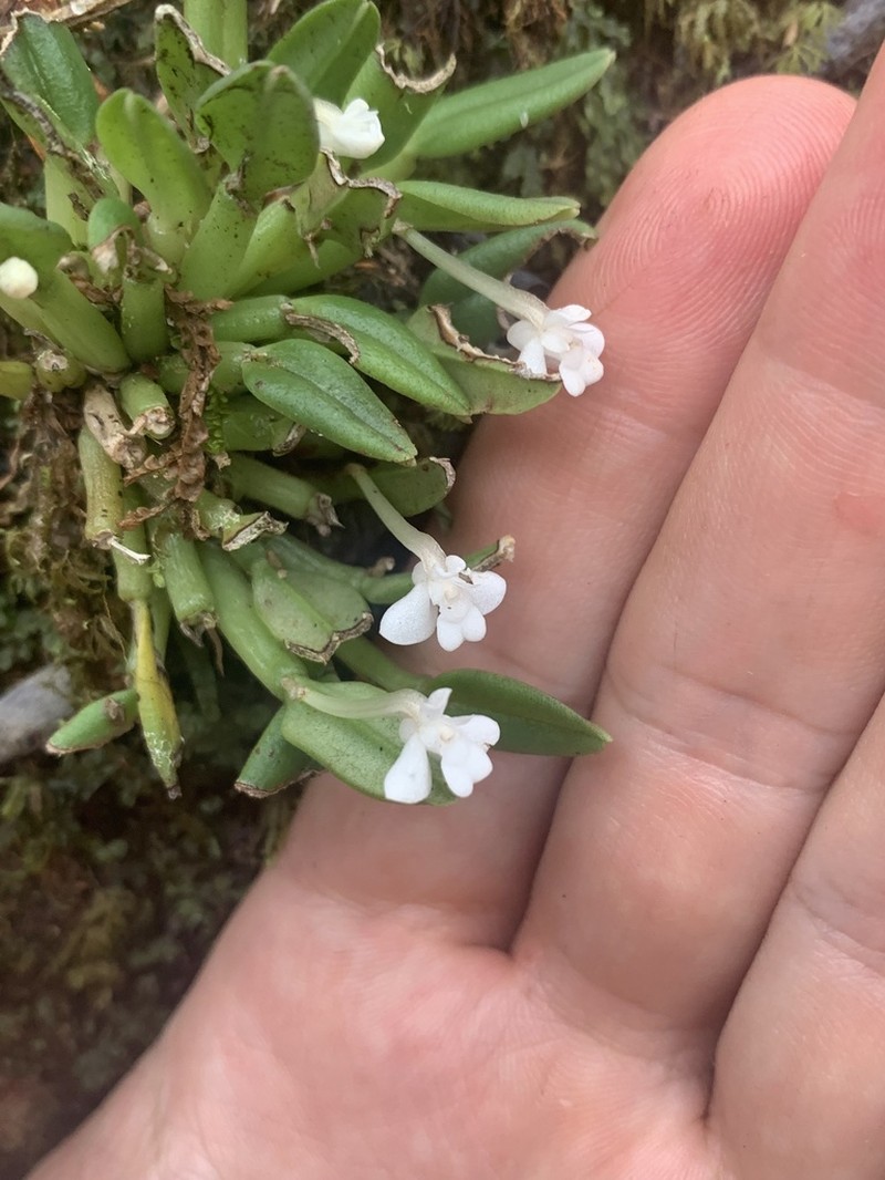 Dendrobium chionanthum photo 6
