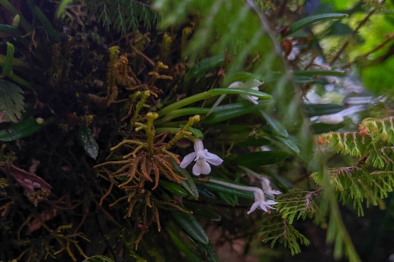 Dendrobium chionanthum photo 7