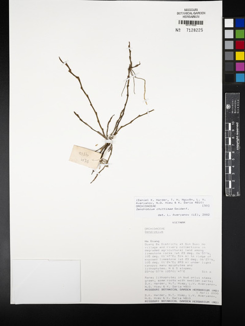 Dendrobium chittimae