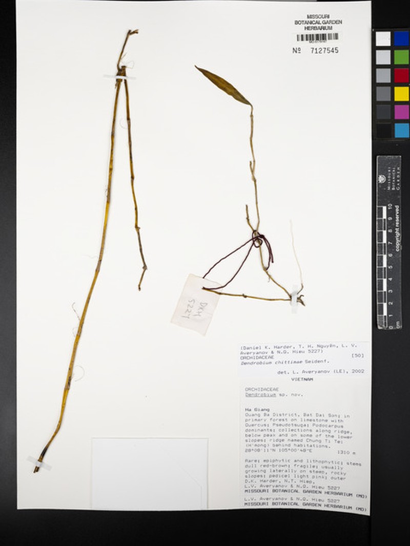 Dendrobium chittimae photo 2