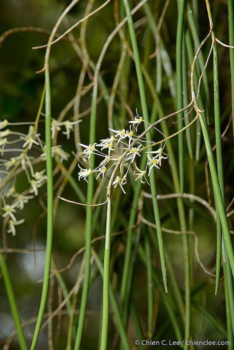 Dendrobium chordiforme