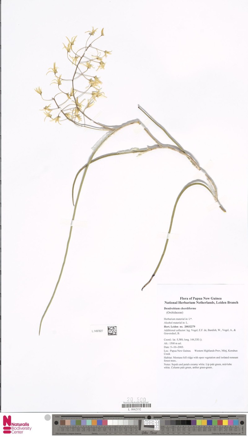 Dendrobium chordiforme photo 2