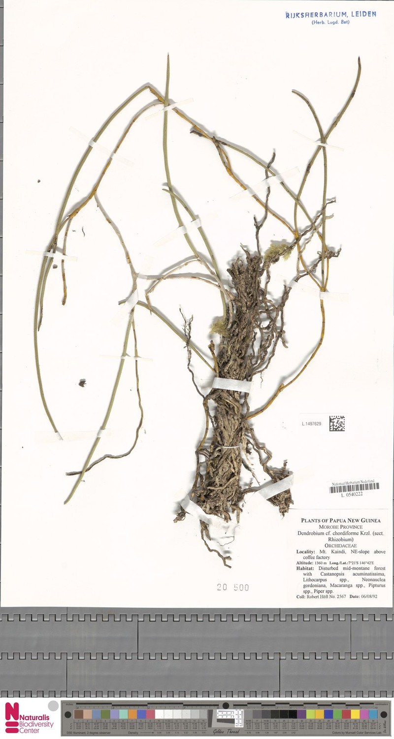 Dendrobium chordiforme photo 3