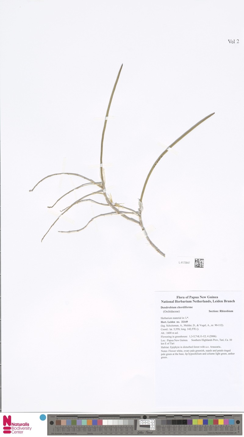 Dendrobium chordiforme photo 4