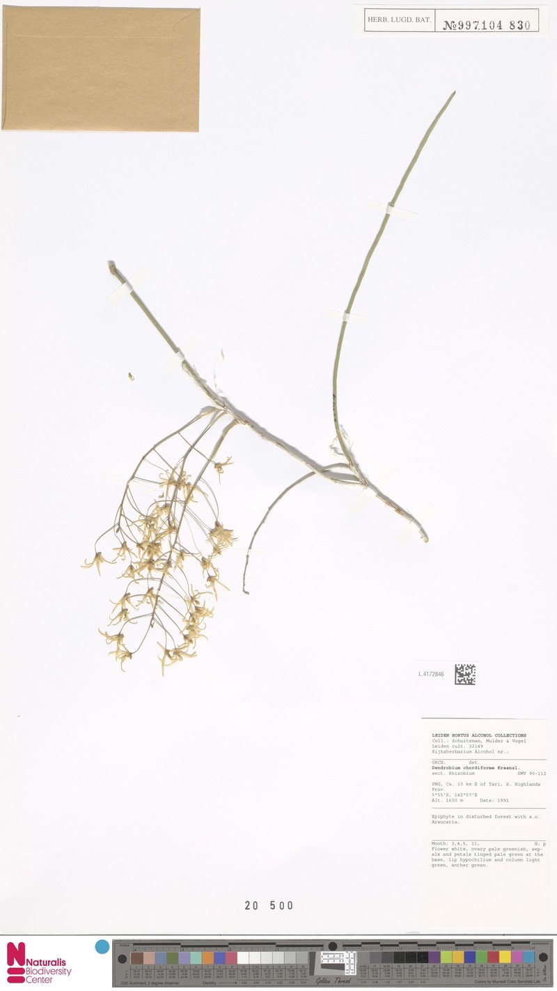Dendrobium chordiforme photo 5