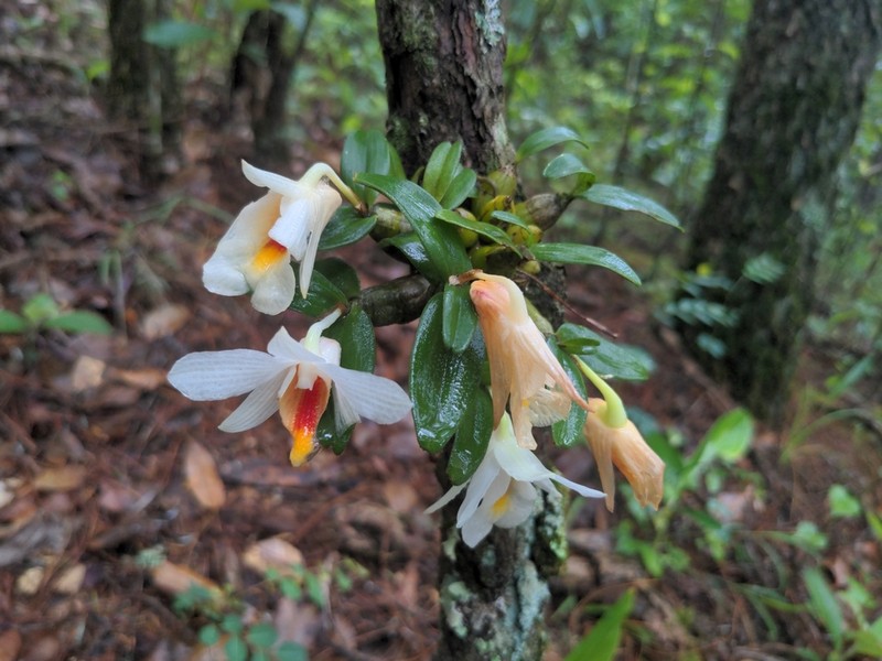 Dendrobium christyanum photo 2
