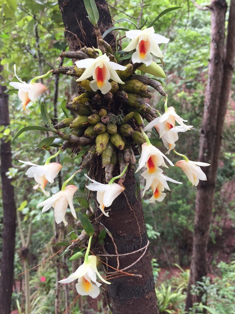 Dendrobium christyanum photo 3