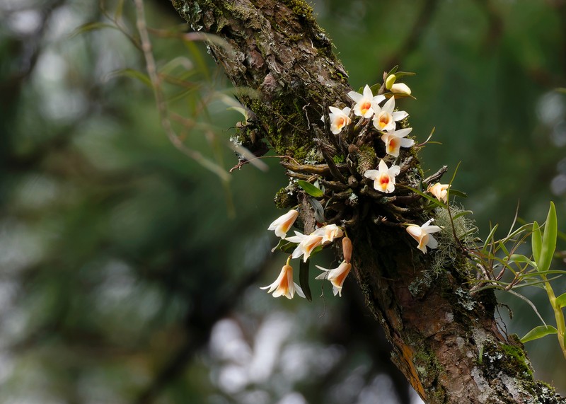 Dendrobium christyanum photo 4